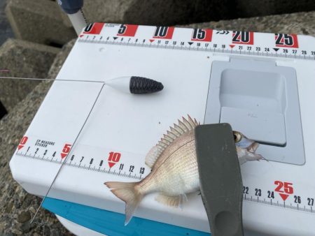 隙間時間のシロギスタ