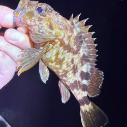 アジングに沼る私