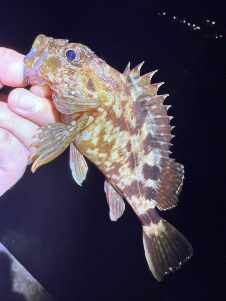 アジングに沼る私