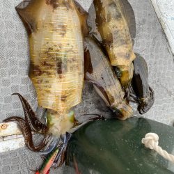 和歌山ティップラン