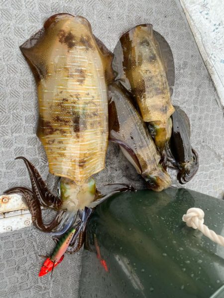 和歌山ティップラン