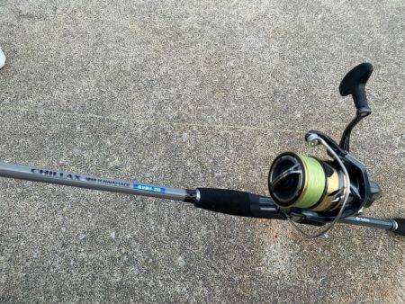 シロギスタ:カワハギスタ