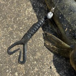 フラットフィッシュ