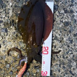 タチウオ回遊中