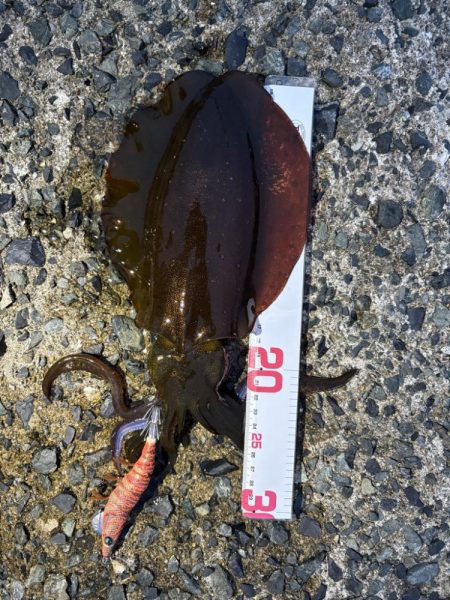 タチウオ回遊中