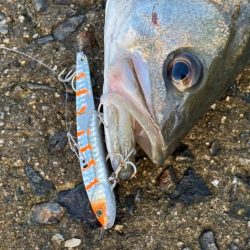 姫路周辺の青物調査！