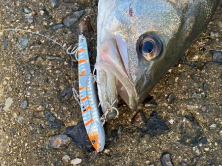 姫路周辺の青物調査！