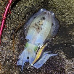 日本海ナイトエギング｜うねり攻略はただ巻きが最強です！