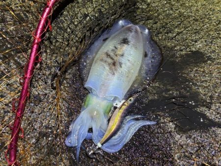 日本海ナイトエギング｜うねり攻略はただ巻きが最強です！