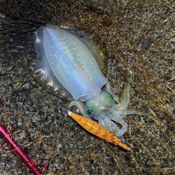 更にデカくなったアオリイカ｜ナイトエギングで好調！