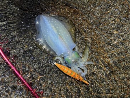 更にデカくなったアオリイカ｜ナイトエギングで好調！