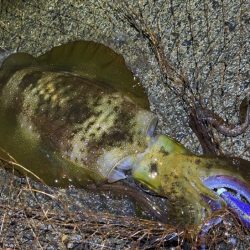 最強のただ巻きエギングとエギ王K最強カラーで連チャンモード