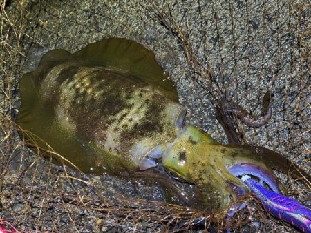 最強のただ巻きエギングとエギ王K最強カラーで連チャンモード