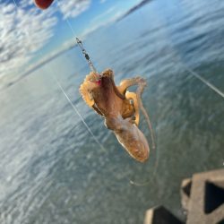 姫路でイイダコ調査！