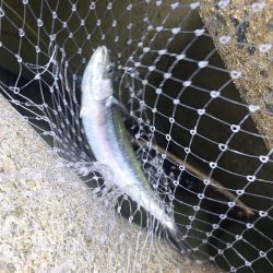 夜明けからずっとサゴシ