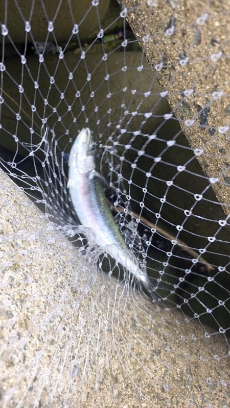 夜明けからずっとサゴシ