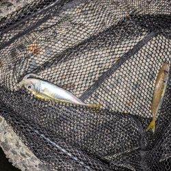 エギングとフロートリグ