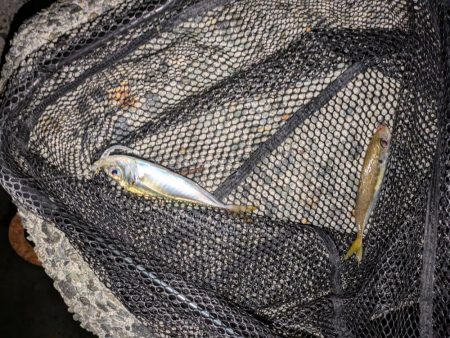 エギングとフロートリグ