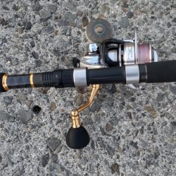 湾奥には青物回遊しません