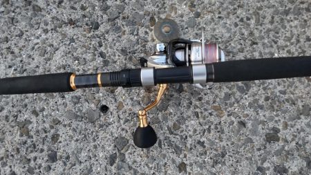 湾奥には青物回遊しません