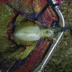 やっぱり軍艦強いよ!