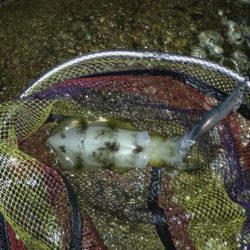 雨が降ってもエギング!