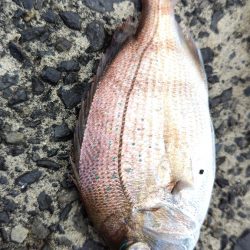 サゴシ活性高し。