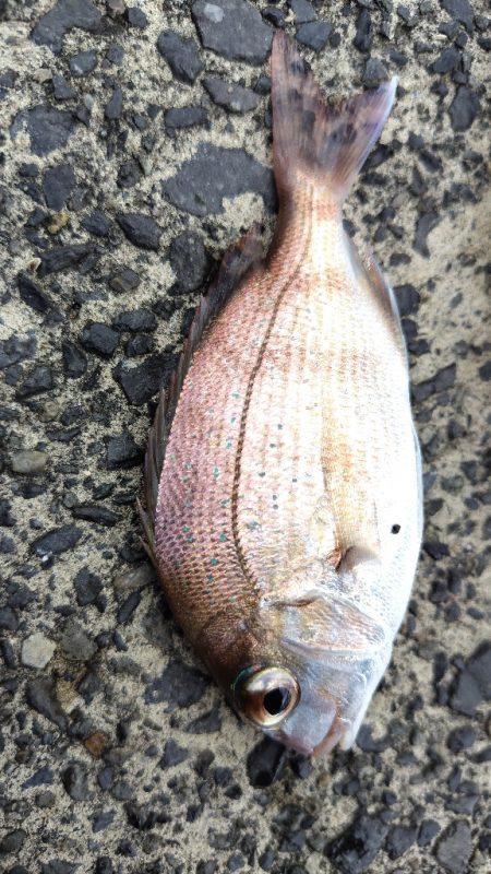 サゴシ活性高し。