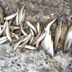 数だけは伸びた。