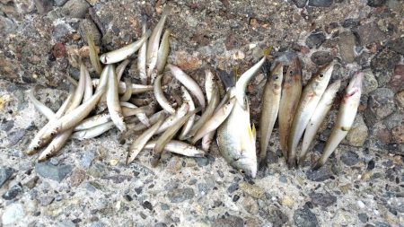 数だけは伸びた。