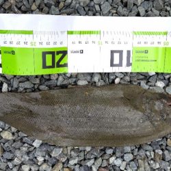 サイズが・・・