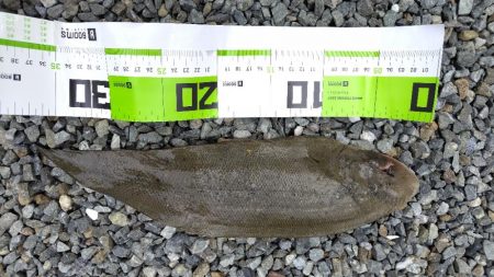 サイズが・・・