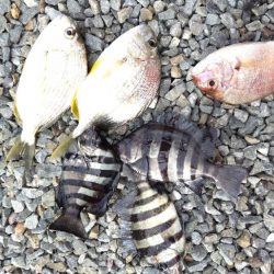 アジはいません