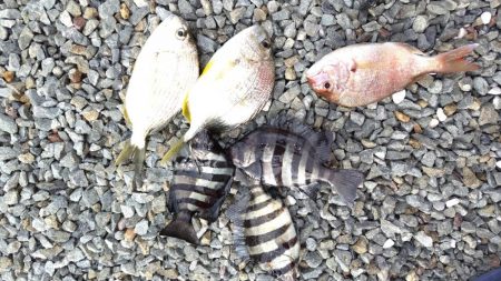 アジはいません