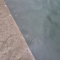 タケメバとガシラ