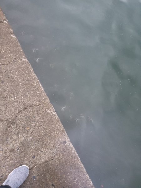 タケメバとガシラ