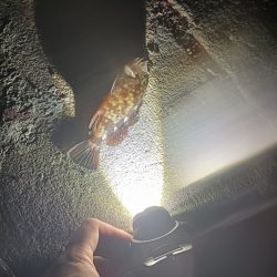 和田島タケノコメバル寄ってきてるのかも?