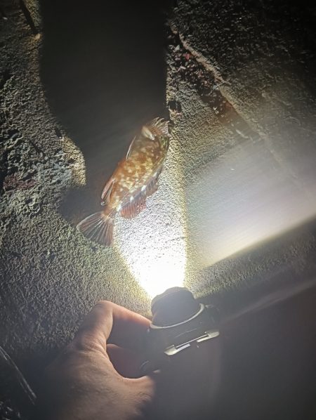 和田島タケノコメバル寄ってきてるのかも?