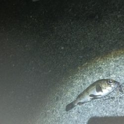 メバルの覚醒？