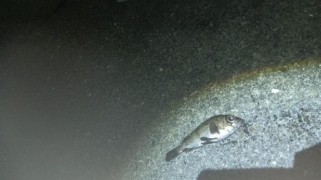 メバルの覚醒？