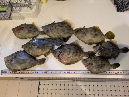 カワハギ【羽田えさ政より】