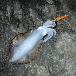 第三回秋エギング調査