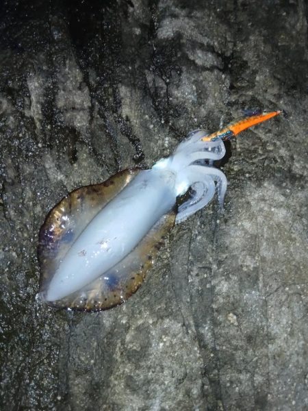 第三回秋エギング調査