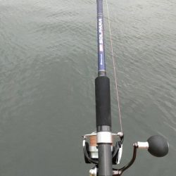 湾奥サゴシ調査