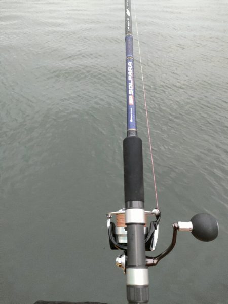 湾奥サゴシ調査