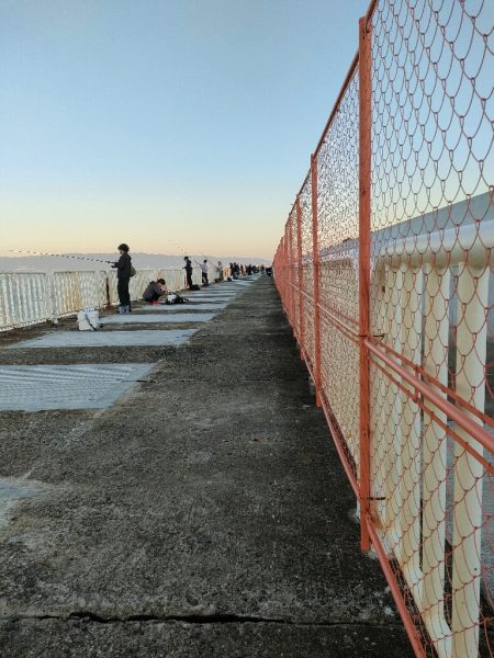 今シーズン4匹目のサゴシ