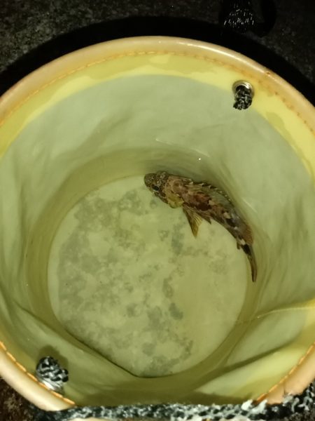 夜間釣行大アナゴ