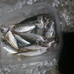 淡路◇アナゴ調査