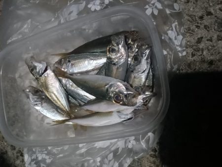 淡路◇アナゴ調査