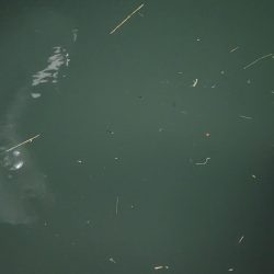 アジングがセイゴ釣りに